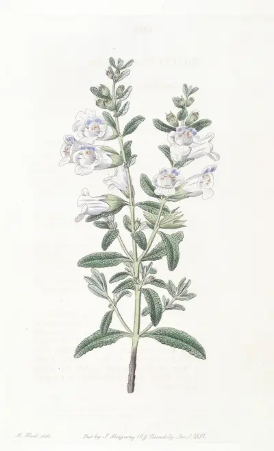 Campanulate Sphacele av Sydenham Edwards