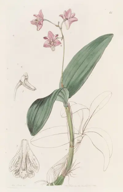 Captain King’s Dendrobium av Sydenham Edwards