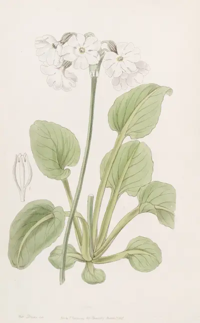 Captain Munro’s Primrose av Sydenham Edwards