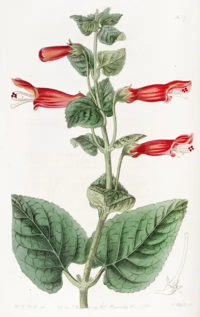 Captain Sutton’s Gesnera av Sydenham Edwards