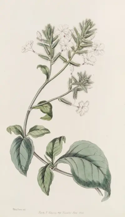 Ceylon-Bleiwurz von Sydenham Edwards