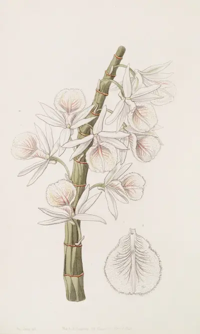 Kalkweißes Dendrobium von Sydenham Edwards