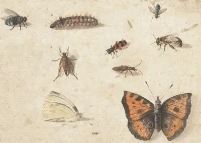 Sheet of Studies of Nine Insects av Jan Van Kessel The Elder