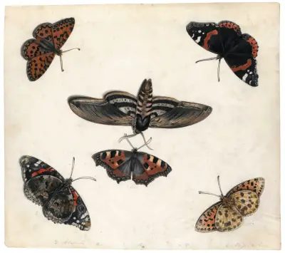 Studies Of Five Butterflies And A Hawk Moth av Jan Van Kessel The Elder