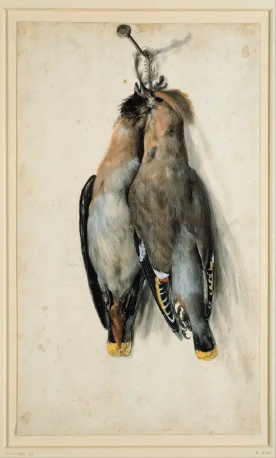 Two Dead Bohemian Waxwings av Lucas Cranach the Elder