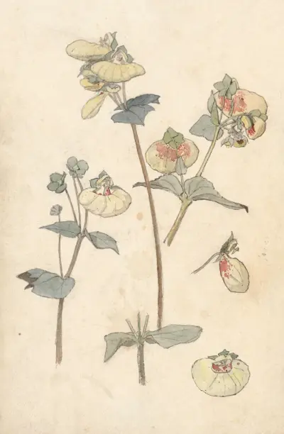 Květinové studie, Theo Nieuwenhuis