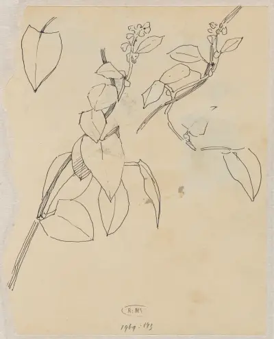 Studie rostlin, 1876 – č. 1, Theo Nieuwenhuis