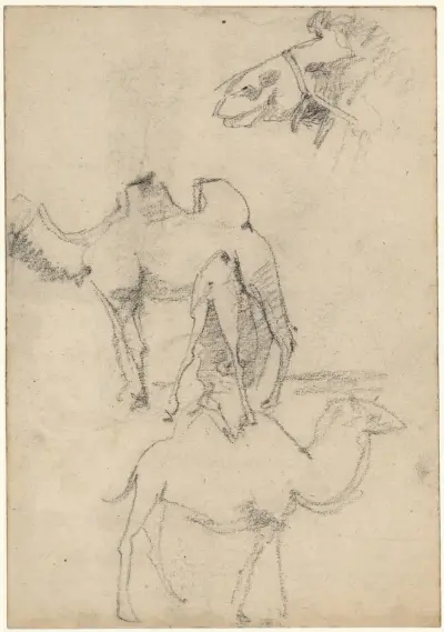 Studie velblouda, Theo Nieuwenhuis