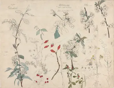 Studie rostlin, 1876 – č. 2, Theo Nieuwenhuis