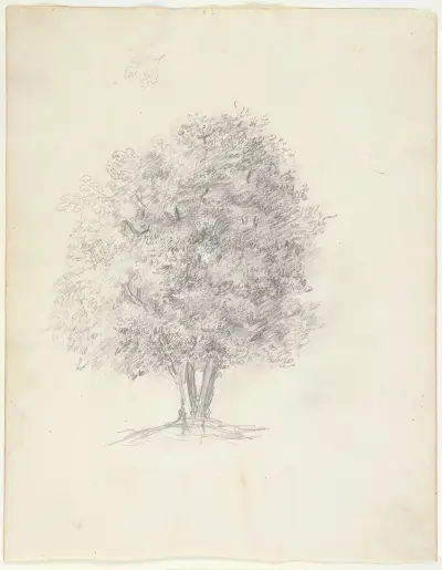 Tree Study av Théodore Rousseau