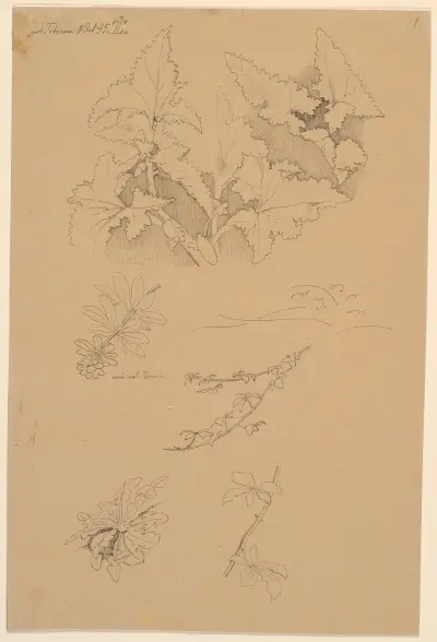 Blad- och blomsterstudier av Johan Thomas Lundbye