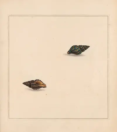 The universal conchologist Taf. 03 von Thomas Martyn
