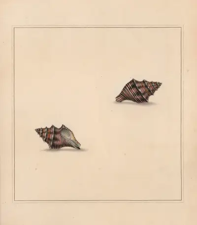 The universal conchologist Pl.04 von Thomas Martyn