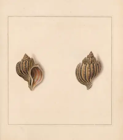 The Universal Conchologist, plansza 07, Thomas Martyn
