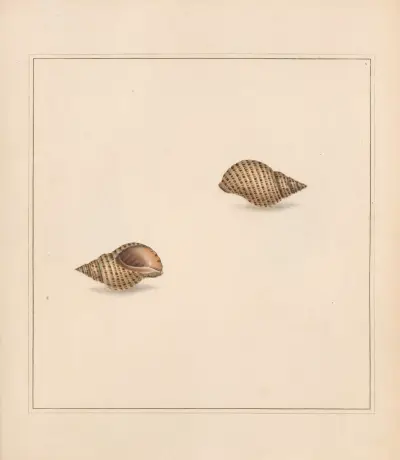 Wszechświatowy koncholog Tabl. 08, Thomas Martyn