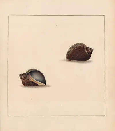 The universal conchologist Pl.10, Thomas Martyn