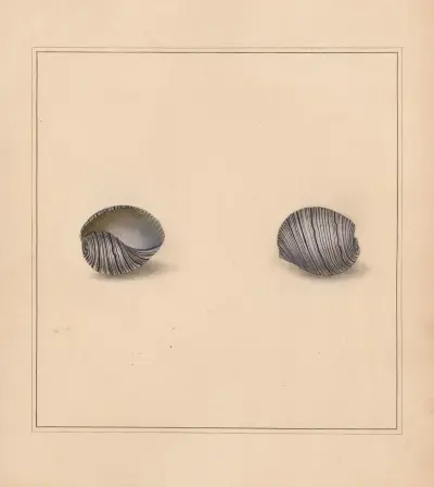 The universal conchologist Pl.12 av Thomas Martyn