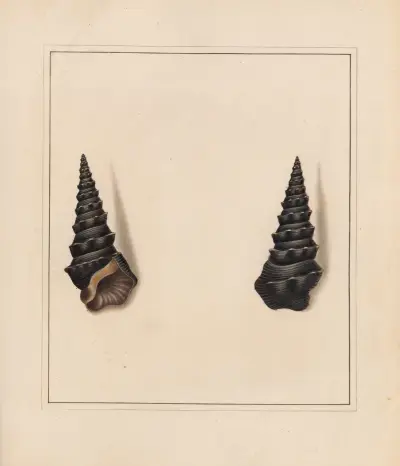 The universal conchologist Pl.14 av Thomas Martyn