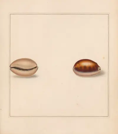 The universal conchologist Pl.15, Thomas Martyn