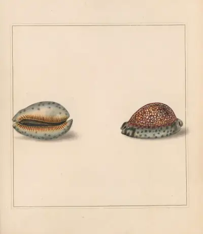 Der universelle Conchologe Taf. 16 von Thomas Martyn
