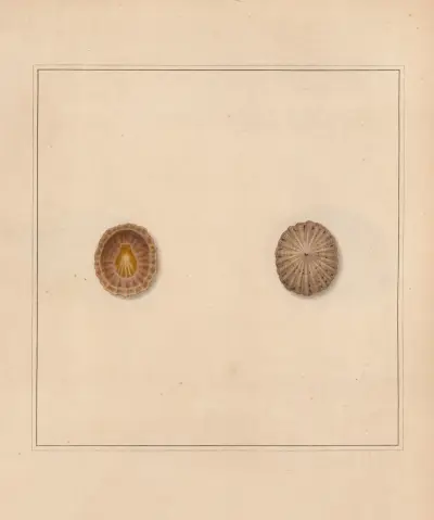 Der universelle Conchologe Taf. 17 von Thomas Martyn