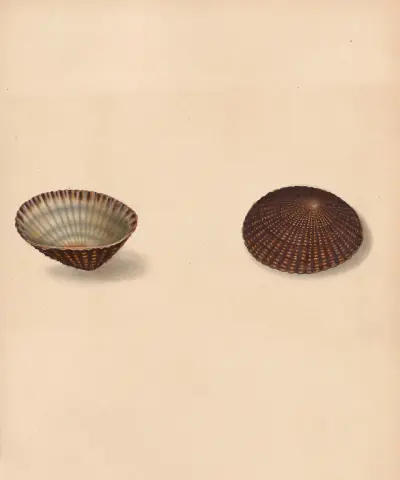 The Universal Conchologist Pl. 18 von Thomas Martyn