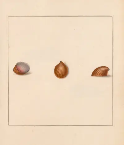 Der universelle Conchologe Taf. 19 von Thomas Martyn