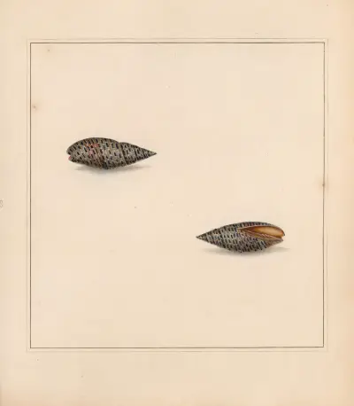 Der Universal-Conchologe Taf. 22 von Thomas Martyn