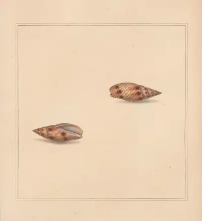 The universal conchologist Pl.24, Thomas Martyn