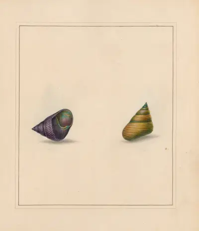 The universal conchologist Taf. 25 von Thomas Martyn