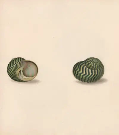 The Universal Conchologist Pl.30, Thomas Martyn