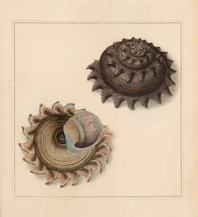 Der Universal-Conchologe Taf. 31 von Thomas Martyn