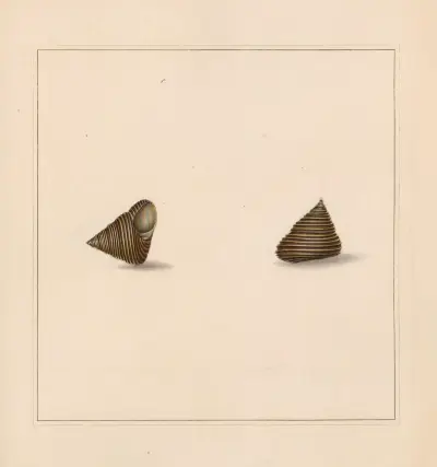 The universal conchologist Pl. 33 von Thomas Martyn