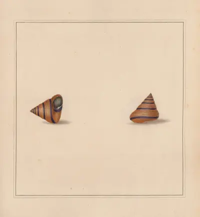 The universal conchologist Pl. 34 von Thomas Martyn