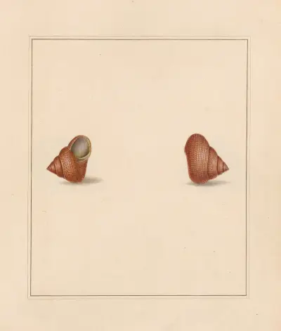 The universal conchologist Taf. 37 von Thomas Martyn