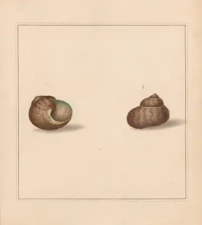 The Universal Conchologist, tabl. 38, Thomas Martyn