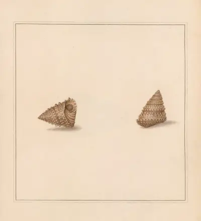 The universal conchologist Pl. 39 von Thomas Martyn
