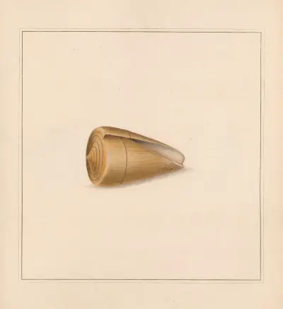 Der Universal-Conchologe Pl. 40 von Thomas Martyn