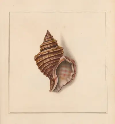 The universal conchologist Pl. 44 von Thomas Martyn