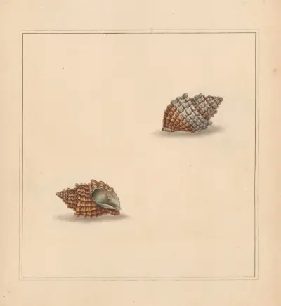 The Universal Conchologist Taf. 45 von Thomas Martyn