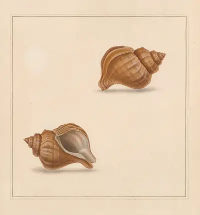 The universal conchologist Pl. 48 von Thomas Martyn