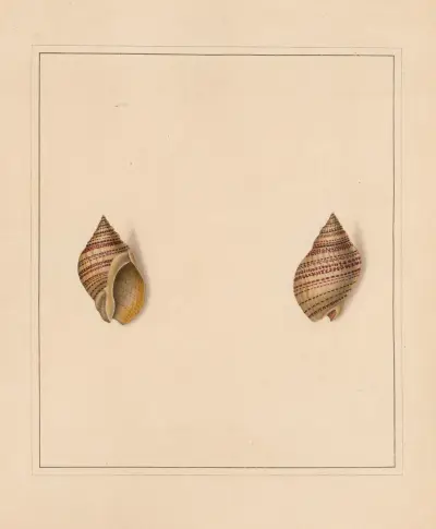The universal conchologist Pl. 50 von Thomas Martyn