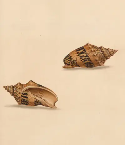 The Universal Conchologist Taf. 53 von Thomas Martyn