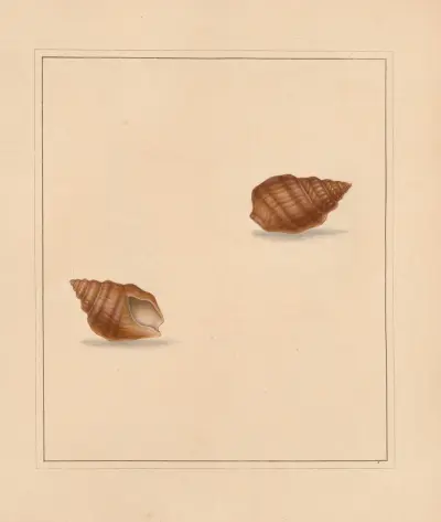 The universal conchologist Taf. 56 von Thomas Martyn