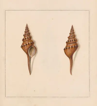 The universal conchologist Pl. 57 von Thomas Martyn