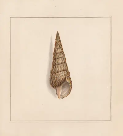 Deska 58 z The universal conchologist, Thomas Martyn