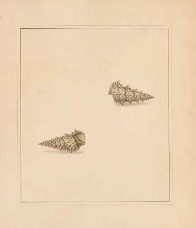 Uniwersalny koncholog tabl. 59, Thomas Martyn