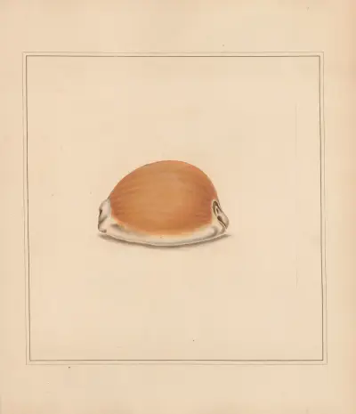 The universal conchologist Pl.60 av Thomas Martyn