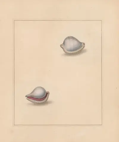 Der Universal-Conchologe Taf. 61 von Thomas Martyn