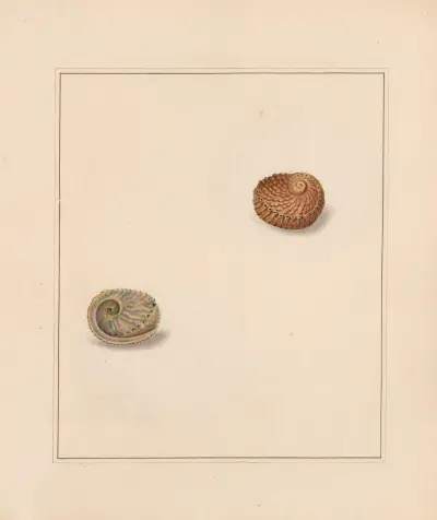 The universal conchologist Taf. 63 von Thomas Martyn